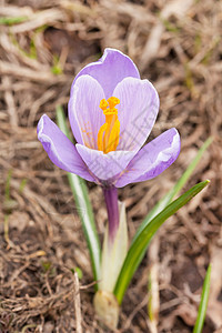 春花红花季节紫色植物花瓣园艺花园黄色图片