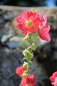 红碧花花花园木槿树叶宏观植物群雌蕊植物热带柱头花瓣图片