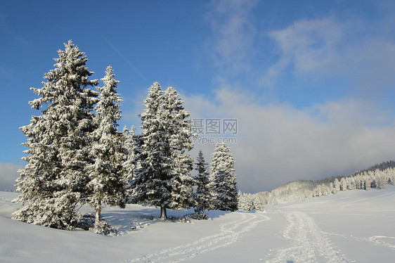 冬天的Fir树 瑞士Jura山天气假期风景森林高地蓝色木头天空全景旅行图片