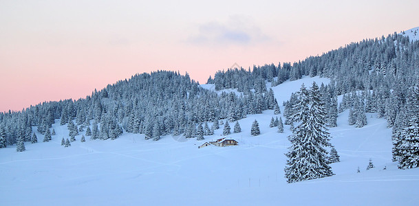 冬天前日落在fir树上 瑞士Jura山降雪木头天空日落植物群高地针叶假期场景旅行图片