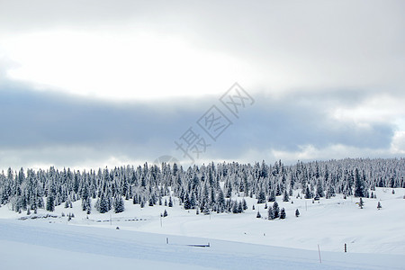 冬天的Fir树 瑞士Jura山假期降雪旅行公园植物群场景针叶全景美丽气候图片