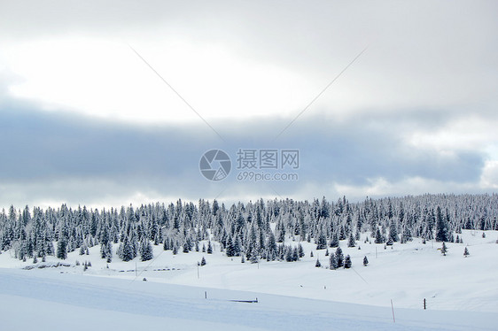 冬天的Fir树 瑞士Jura山假期降雪旅行公园植物群场景针叶全景美丽气候图片