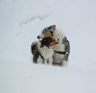 雪中一些澳洲牧羊人陨石舌头夫妻毛皮男性犬类动物哺乳动物乐趣血统图片