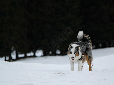 雪中澳大利亚牧羊人团体犬类宠物毛皮夫妻眼睛蓝色动物女性陨石图片