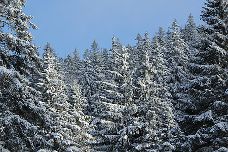 冬天的Fir树 瑞士Jura山木头全景风景针叶降雪天气季节公园假期森林图片