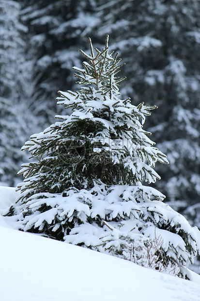 冬天的Fir树 瑞士Jura山全景天空植物群气候公园高地假期季节森林场景图片