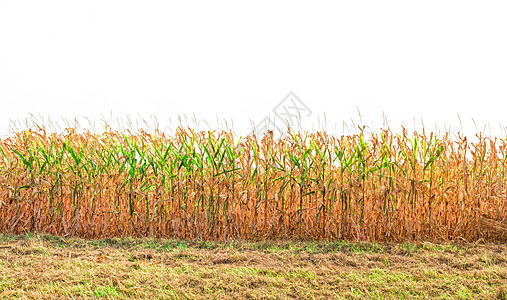 玉米准备收割全景绿色农业图像燃料农场收成农村农作物图片