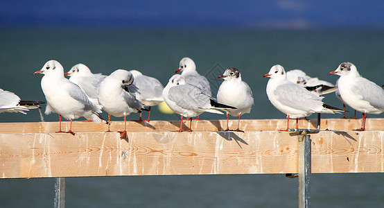 海岸湖边的海鸥海鸟羽毛翅膀鸟类蓝色水禽航班荒野动物优美图片