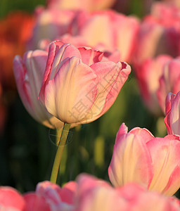 粉色郁金香植物花束场地植物学宏观叶子花园礼物季节花瓣图片
