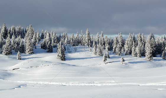 冬天的Fir树 瑞士Jura山降雪植物群季节天气天空全景森林高地气候木头图片