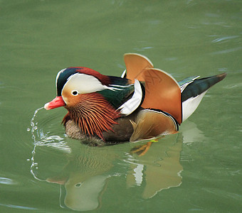 普通话鸭蓝色家禽鸭子荒野池塘公园紫色水鸟游泳镜子图片