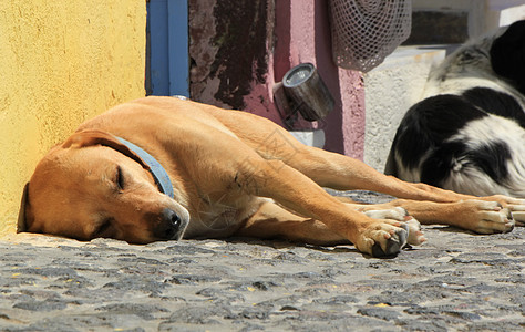 在街上睡觉的金色猎犬图片