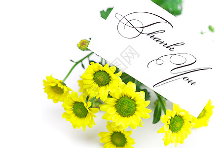 黄色的菊花和一张签名的卡片 感谢您在白色上被隔离叶子礼物感激邀请函框架笔记回应洋甘菊写作脚本图片