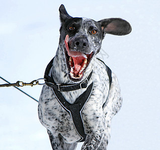 工作时一只欧洲警犬雪橇狗运输鼻子眼睛毛皮冒险团队速度运动舌头山脉图片