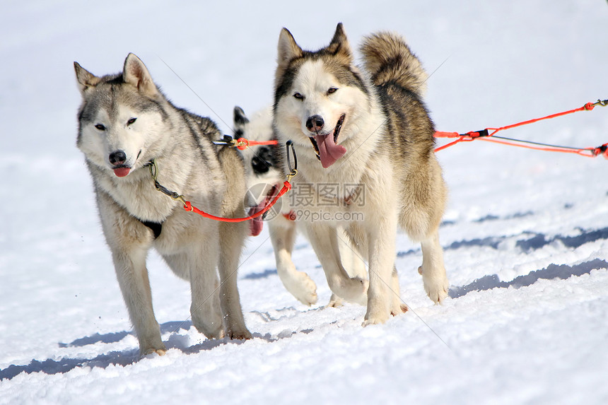 工作时的哈斯基雪橇狗队跑步运输冒险马具朋友毛皮运动娱乐宠物哺乳动物图片