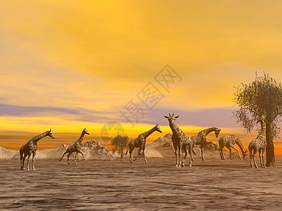 热带草原的法拉菲  3D化石野生动物天空哺乳动物植物插图公园场景旅行日落橙子图片