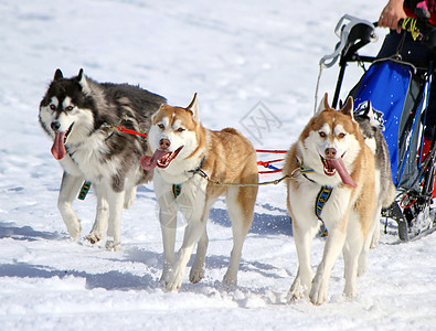 工作时的哈斯基雪橇狗队团队眼睛鼻子荒野山脉速度朋友运动犬类跑步图片