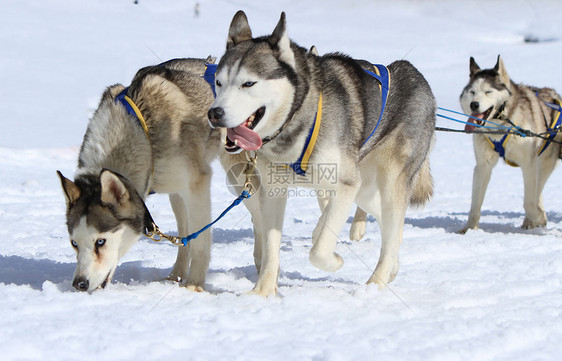 霍斯基雪橇狗队在工作速度荒野团队雪橇山脉马具宠物哺乳动物鼻子娱乐图片