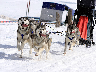 霍斯基雪橇狗队在工作娱乐动物冒险鼻子舌头运输跑步雪橇宠物团队图片