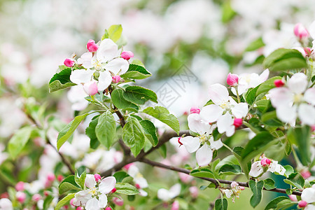 粉红苹果花花宏观植物植物群生长季节白色花园李子叶子公园图片