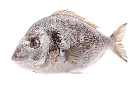 白底孤立的多拉多鱼厨房海洋海鲜镀金头食物尾巴图片