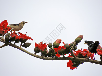 卡波克人和鸟食物环境花园木棉天空鸟类红色花朵松鼠树木图片