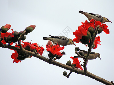 卡波克人和鸟热带食物环境鸟类植物环保花朵花园天空松鼠图片