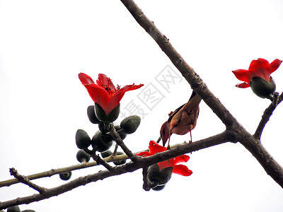 红色的鸟木棉木棉树环境高清图片