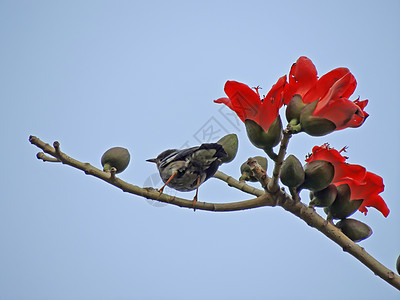 卡波克人和鸟鸟类树木红色环保天空花朵热带环境花园植物图片