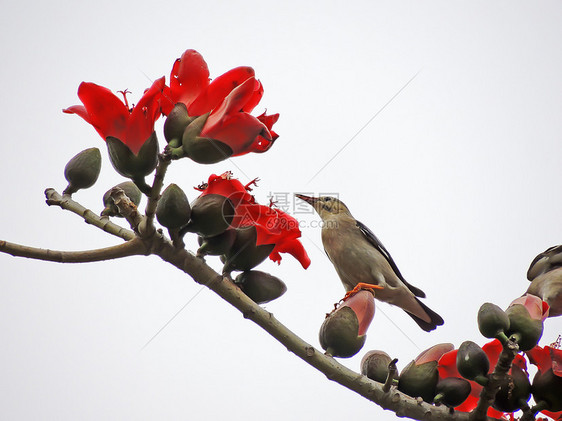 卡波克人和鸟红色天空环境花朵食物鸟类热带环保树木花园图片