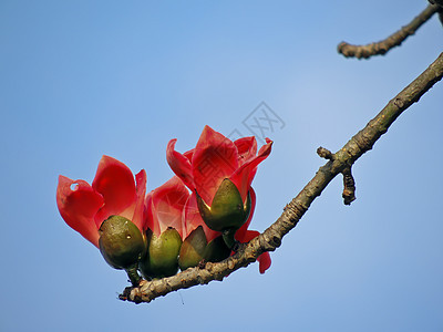 卡波克人环保红色食物环境天空树木植物花朵热带花园图片