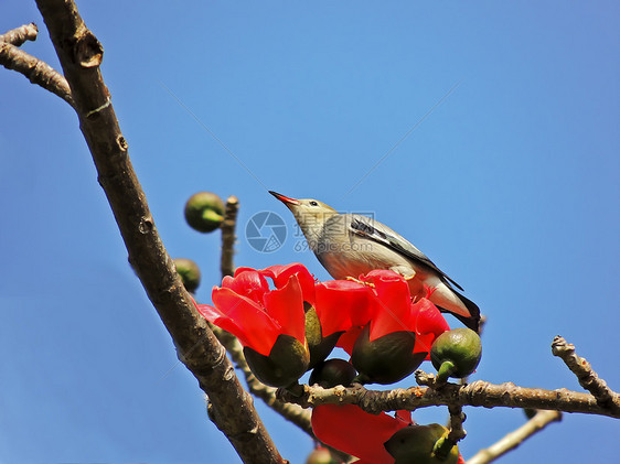 卡波克人和鸟花朵树木热带花园天空环境环保食物红色鸟类图片