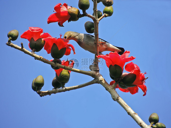 卡波克人和鸟环保红色天空植物热带花朵花园树木食物鸟类图片