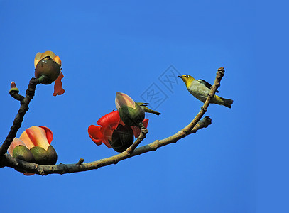 卡波克人和鸟树木红色环境花园天空植物环保鸟类食物热带图片