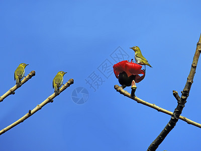 卡波克人和鸟花园环保植物树木花朵环境热带天空食物鸟类图片