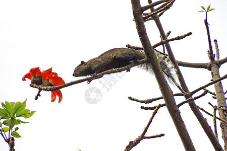 卡波克和小松鼠天空环保树木环境松鼠植物花园花朵木棉红色图片