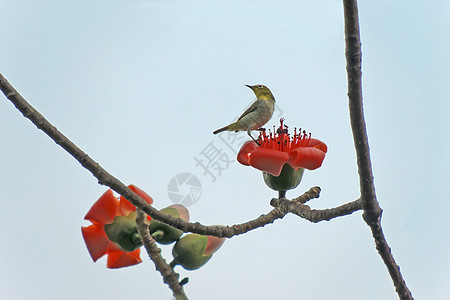 卡波克人和鸟花朵天空树木热带花园红色环保食物植物鸟类图片