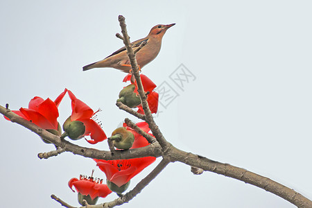 卡波克人和鸟花朵鸟类花园植物红色环保食物热带天空环境图片