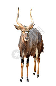 白色背景上孤立的尼亚拉男性动物哺乳动物成人食草野生动物羚羊条纹黑色棕色图片