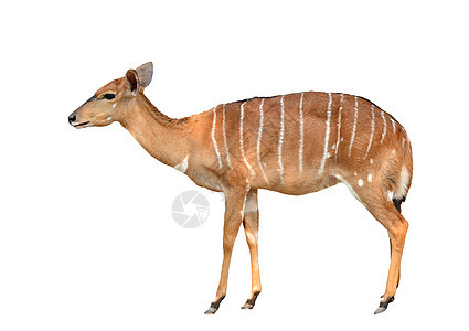 白色背景上孤立的尼亚拉哺乳动物女性棕色成人条纹黑色荒野动物野生动物羚羊图片