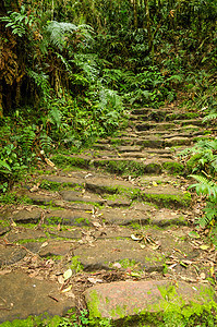 石石路径风景树木旅行踪迹公园叶子国家荒野森林环境图片