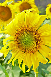 太阳花橙子花园晴天美丽宏观收成向日葵风景太阳花瓣图片