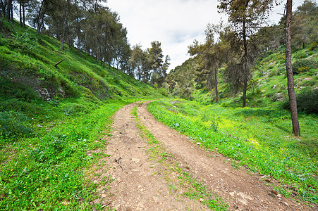 加利利公园木材分支机构日志针叶树圣地森林资源石头生态图片