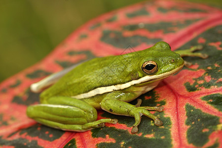 绿树青蛙动物热带两栖树蛙叶子图片