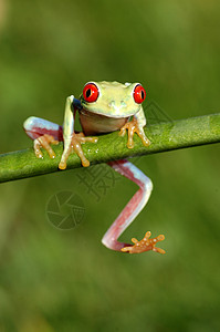红眼树青蛙阿加利希尼斯热带眼睛动物绿色红色图片