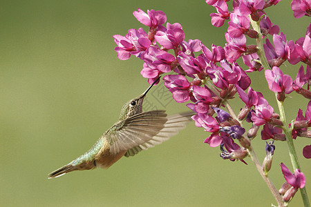 母宽尾蜂鸟尾巴花朵翅膀桔梗女性野生动物大肠杆菌飞行图片