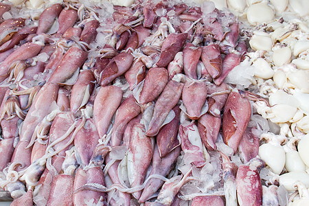 新鲜鱿鱼海鲜团体头足类钓鱼章鱼美食市场销售乌贼海洋图片