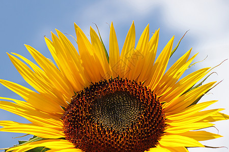 向日葵天空场地白色花瓣植物群黄色农业蓝色植物太阳图片