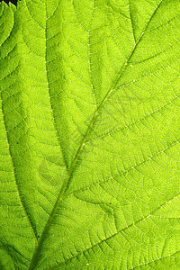 绿叶静脉网格森林桦木植物学绿色阳光花园情调光合作用叶子图片