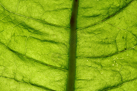 绿叶静脉草本植物阴影生活阳光床单植物群叶子网格花园绿色图片
